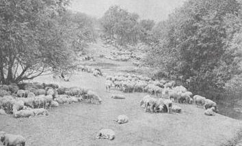 Sheep On Rancho San Rafael Sheep On Rancho San Rafael